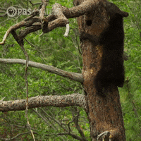Black Bear GIF by Nature on PBS