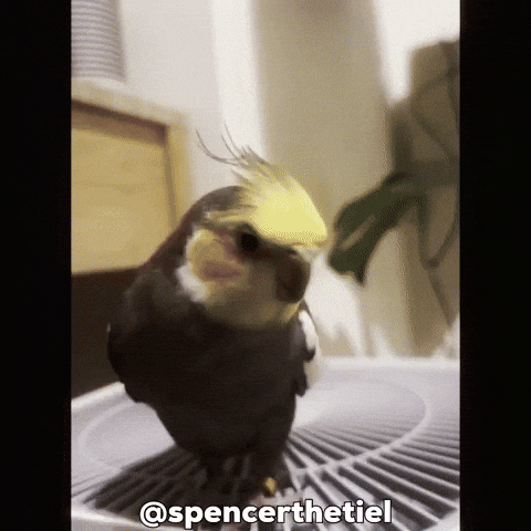 Instagram Bird GIF