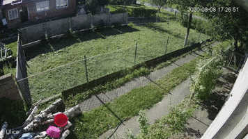 Cat GIF