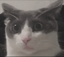 Cat GIF
