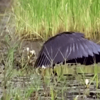 200.gif?cid=fc005b08d3edb7ec45f9d43bdcf2cc3883c4d8c41bf9130f&rid=200.gif&ct=g