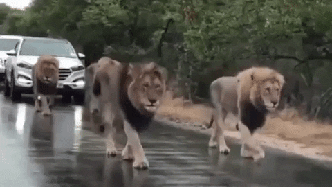 Lion In The Jungle GIFs - Get the best GIF on GIPHY