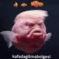Usa America GIF