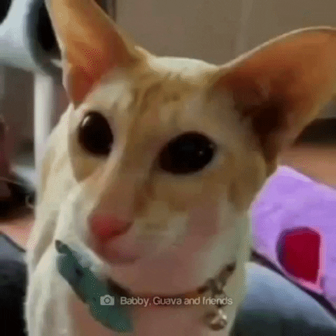 Big Eyes Cat GIF