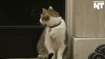 cat lol GIF by NowThis 