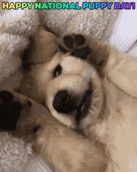 Suddenly-puppy GIFs - Get the best GIF on GIPHY