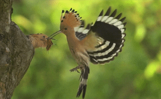 valdid bird birds hoop uccello GIF