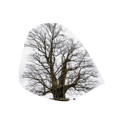 royalsorrento Sticker