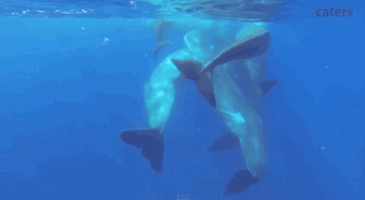 Whale Birth GIF