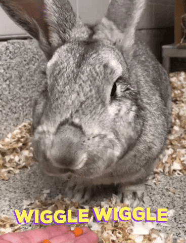 Bunny Rabbit GIF by Nebraska Humane Society