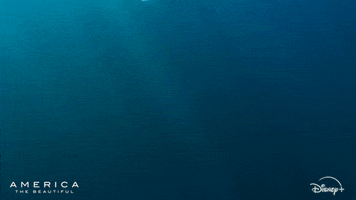 Ocean Swimming GIF by Nat Geo Wild
