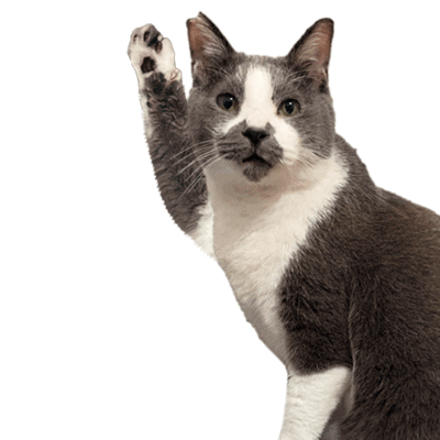 Cat Sticker