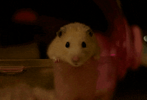 hamster GIF