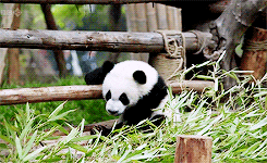 panda bear running GIF