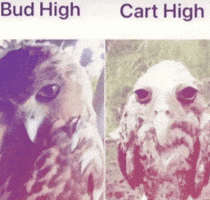Owl GIF