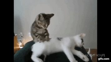 kitten giving GIF