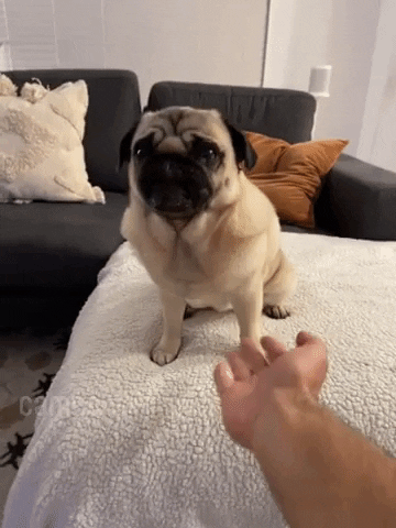 Paw Shake GIFs - Get best GIF on GIPHY
