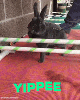 Jump Bunny GIF by bendbunnybarn