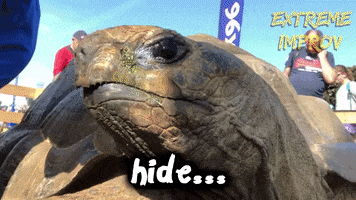 Scared Turtle GIF by Extreme Improv