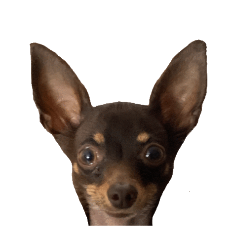 Gangster Cute Dog Sticker by PRIVANA.COM