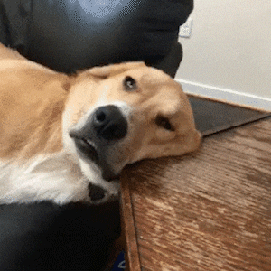 Sleepy Dog GIF by Just Russel