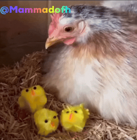 Chicken GIF