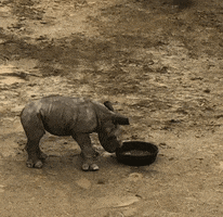 Baby Rhino Lol GIF by San Diego Zoo