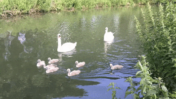 Swan GIF