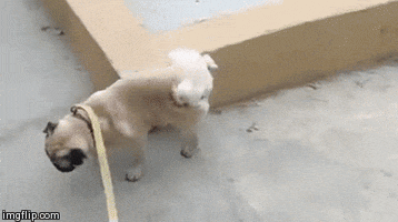 front legs GIF