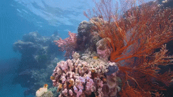 ExperienceCo diving underwater coral under the sea GIF