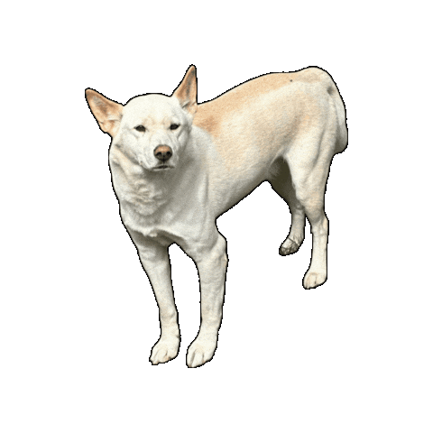 Wildlife Dingo Sticker by Gumbuya World