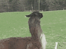 funny animals jumping bye llama