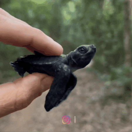 Indonesia GIF