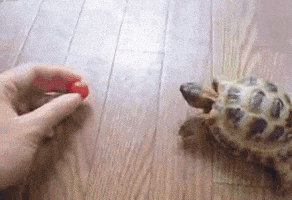 Tomato GIF