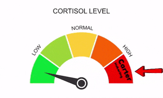 Carter Cortisol Levels GIF