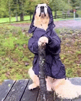 Meditation Funny Dogs GIF