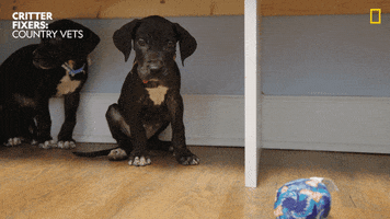 Dogs Reaction GIF by Nat Geo Wild