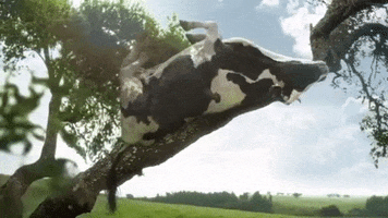 Cow GIF