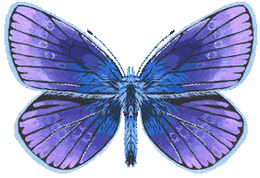 Illustration Butterfly Sticker