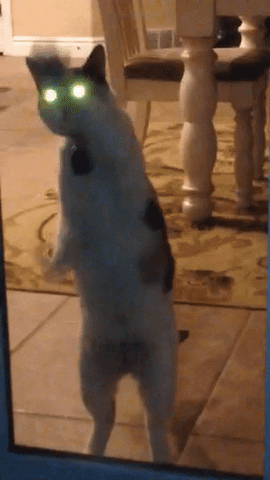 kelseydown dancing GIF