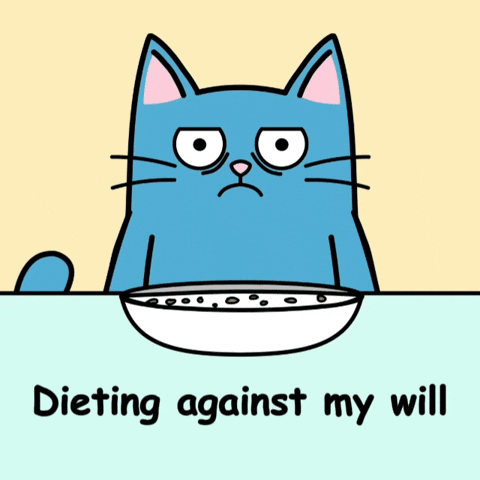 Blue Cat Nopecat GIF