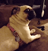 Dogs Reaction GIF