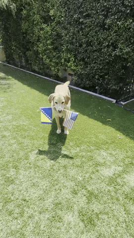 Animated GIF