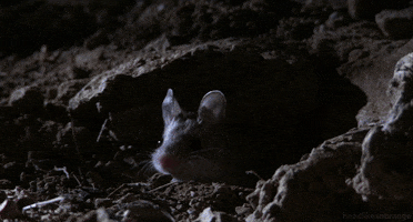 Howling Grasshopper Mouse GIF