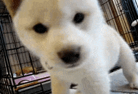 7-weeks-old-puppy GIFs - Get the best GIF on GIPHY