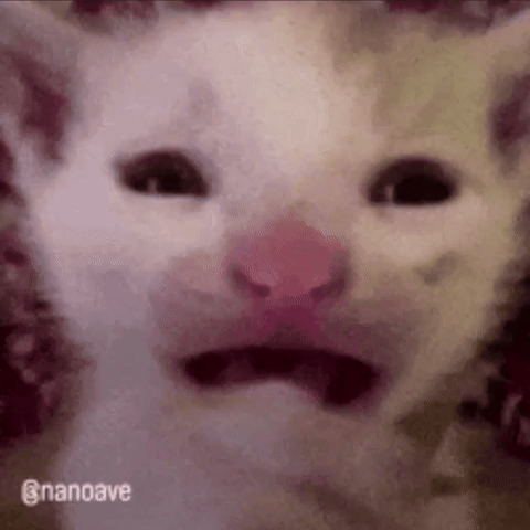 Cat GIF