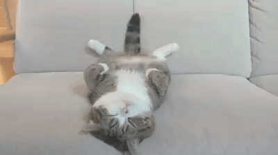 Cute cat gif - find & share on giphy