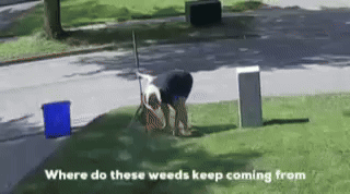 Weeds GIF