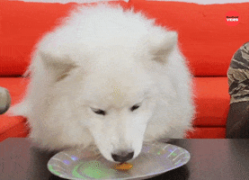 Puppy Eating GIF by BuzzFeed