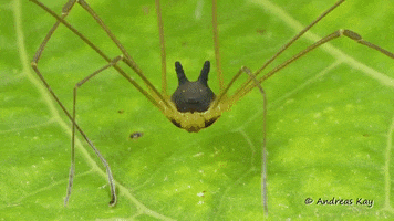 Arachnid Bunny Harvestman GIF